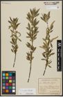 Foto von Salix alba L. x Salix fragilis L.